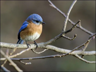 Indice : acteur français d'origine espagnole, décédé en 1983 !
