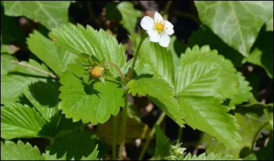 Quelques indices : Maestro - Ciflorette - Mara des bois !