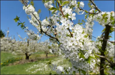 Vous reconnaissez l'arbre, vous reconnaissez le titre du film !