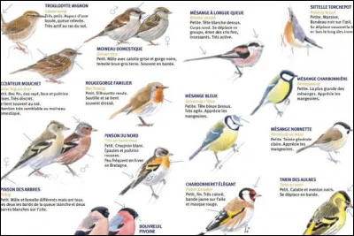 Une personne qui se consacre à létude des oiseaux porte le nom de/d'...