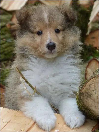 Est-ce que les chiens sont les premiers animaux de compagnie de l'homme ?