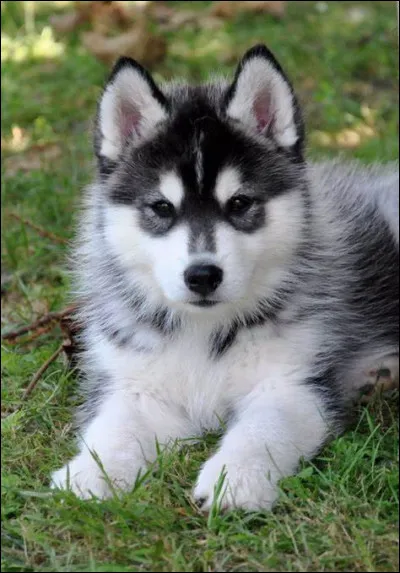 Un chien vit entre :