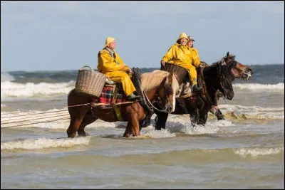À quel endroit peut-on encore voir des pêcheurs de crevettes à cheval ?