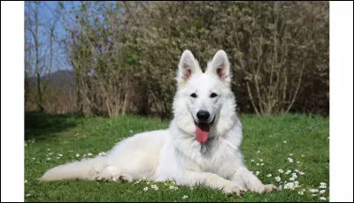 Quel est ton chien favori ?