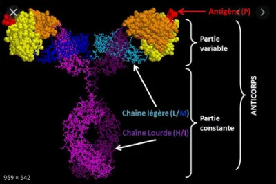 Les anticorps permettant de neutraliser le microbe :