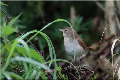 Chante Rossignol, chante, toi qui a le coeur gai, tu as le coeur  rire, ...