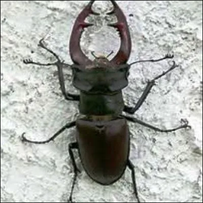 &Agrave; quelle famille d�insectes appartient le cerf-volant ?