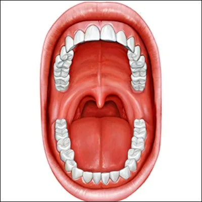 Quel organe du corps humain est &eacute;galement appel&eacute; uvule ?