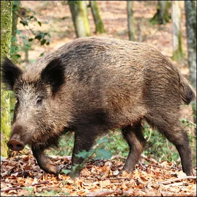 Quel type d�emballage les artisans francs-comtois appel&eacute;s sangliers fabriquent-ils ?