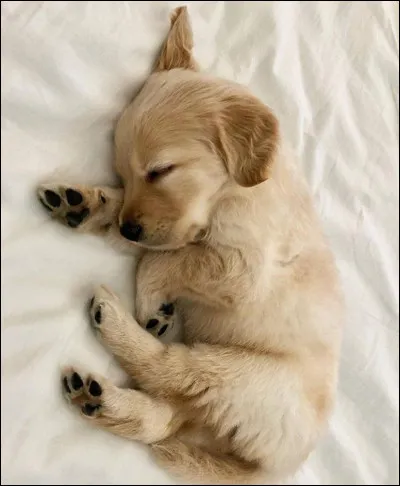 Combien de temps doit dormir un chiot ?