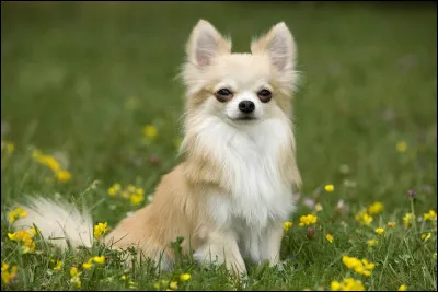 Quelle est la race la plus petite ?
