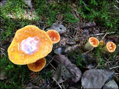 Ce champignon a le chapeau orangé en entonnoir ou en vase et pousse sous conifères. Il contient de l'acide norcapératique. Son nom ?