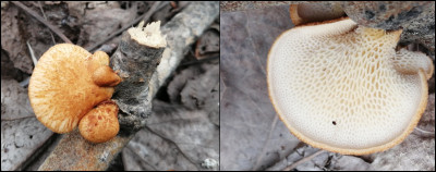 Ce champignon pousse sur bois de feuillus, il a un chapeau écailleux qui devient lisse en vieillissant. Ses pores sont en forme de diamant. Son nom est :