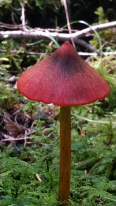 Chez ce champignon toutes les parties noircissent avec l'âge ou au froissement. Il a un chapeau rougeâtre-orangé et des lames blanchâtres à jaunâtres qui noircissent aussi avec l'âge ou au froissement. Son nom est :