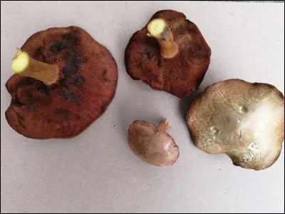 Sa face poroïde noircit sous la pression d'un doigt... C'est en majeure partie ce qui le différencie de son sosie. Son nom est :