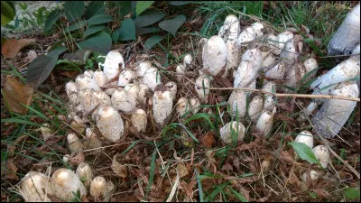 Ce champignon peut pousser au printemps, mais sa période de prédilection est à la fin de l'été. Il est saprotrophe
sur sols récemment perturbés, en milieux herbeux, jardins et bord de routes. C'est un bon comestible avant qu'il ne noircisse. Ses lames sont déliquescentes. L'alcool et cette espèce font bon ménage. Son nom ?