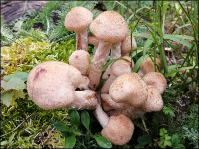 Remarquez les écailles brunâtres sur le chapeau et les écailles brunâtres sous l'anneau du spécimen au centre. Remarquez aussi les couleurs. Cette espèce pousse sur bois ou racines d'août à octobre. Son nom est :