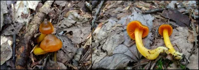 Ce champignon a un chapeau brun-olive au centre et des lames orangées. Son nom est :