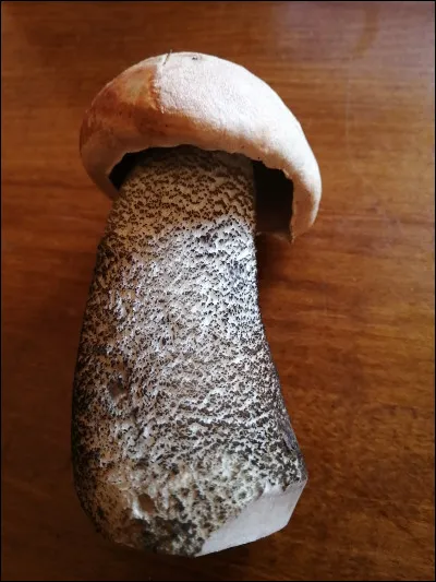 Ce champignon dans le groupe des bolets du groupe des orangés pousse uniquement sous bouleaux. Il a beaucoup de rugosités noires sur le pied qui est habituellement massif. Son nom est :