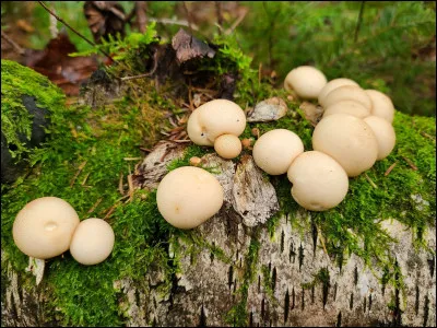 Ce champignon est saprotrophe sur bois pourrissant. Il pousse rarement sur sol. Il fait de 2 à 5 cm de hauteur et n'a pas d'épine proéminente sur la surface. Il est relié au bois par des rhizomorphes distincts. Son nom ?