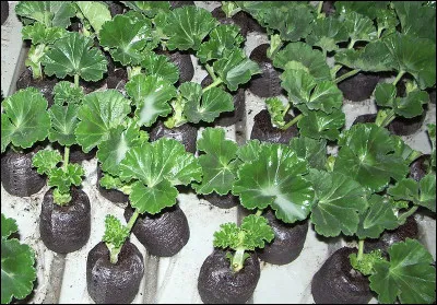 Calcul mental, c'est le...