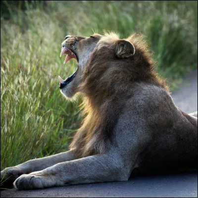 Ton animal préféré est :