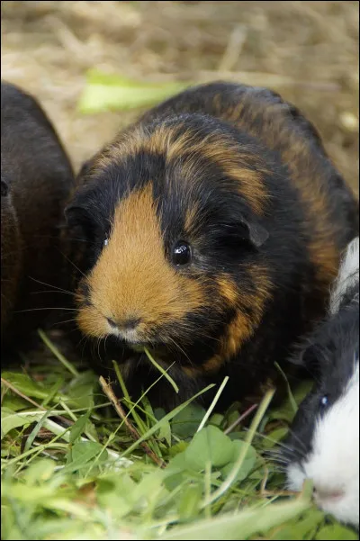 [...] Catastrophes naturelles, grosses tempêtes, inondations, tremblements de terres, supervolcans"

Complétez :