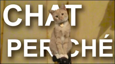 Chat perché : 
"- Tu fais quoi ? Tu joues à chat perché ? Ho ! Attention il y a une mouche ! Là. Mais là ! Sur le mur là derrière. Mais t'es bigleux des yeux ou quoi ? ! Ho. Bah c'est malin elle est partie. 
- Il n'y avait pas de mouche hein. S'il y avait une mouche je l'aurais vue.
- Mais t'es complétement con en fait. Tu fais la gueule ? T'es vexé ?
- Non mais ça avance pas.
- Quoi ?"

Complétez