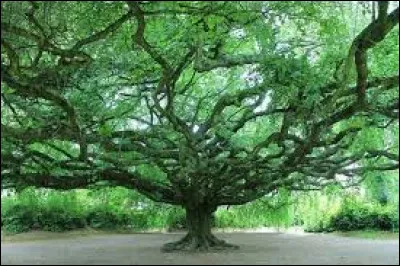 Le fayard est l'autre nom...