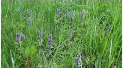 Complétez ce nom de plante : La bugle...