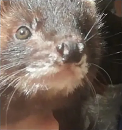 De quelle couleur est ce furet ?