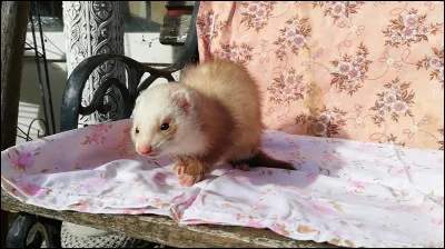 De quelle couleur est ce furet ?