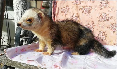 De quelle couleur est ce furet ?