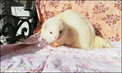 De quelle couleur est ce furet ?