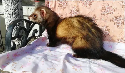 De quelle couleur est ce furet ?