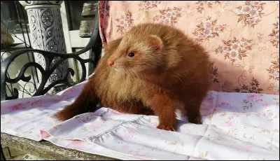 De quelle couleur est ce furet ?