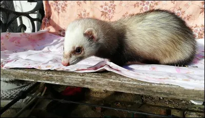 De quelle couleur est ce furet ?