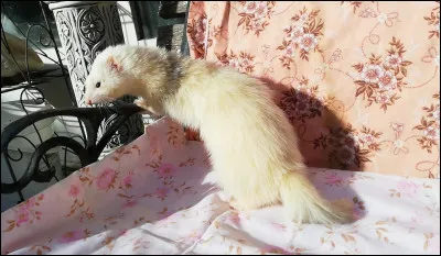 De quelle couleur est ce furet ?