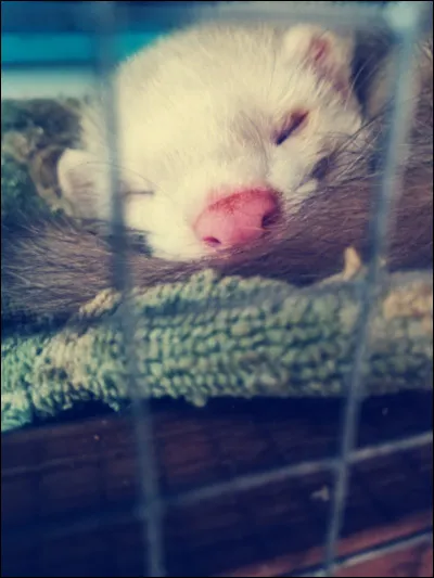 De quelle couleur est ce furet ?