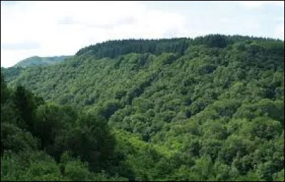Vous apprenez enfin par votre mère que vos vacances se dérouleront ... en pleine forêt !
