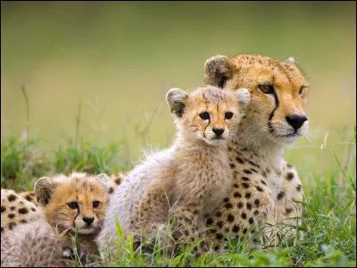 Dernière question pour conclure ce test qui, j'espère vous aura plu.
Quel est votre animal préféré parmi les suivants ?