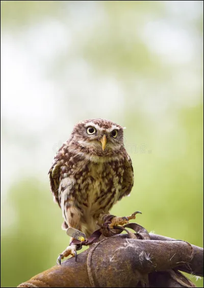 Quel est le nom du hibou de Ron Weasley ?