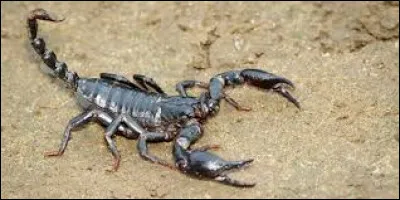 Dans lequel de ces quatre pays pensez-vous pouvoir déguster cette délicieuse spécialité ?