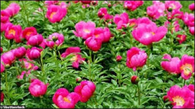 Quand la pivoine s'abstient-elle de fleurir ?