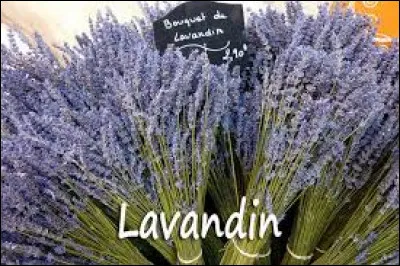 Quand plante-t-on du lavandin ?