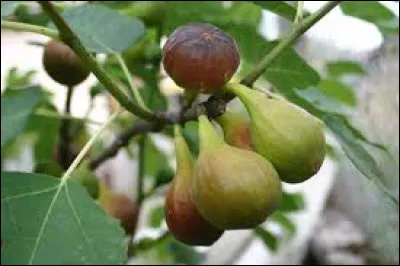 À quel moment récolte-t-on les figues ?