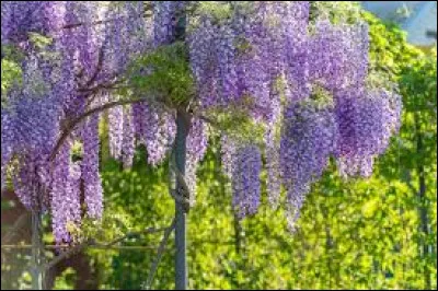 En quelle année les premières glycines sont-elles venues d'Amérique du Nord ?