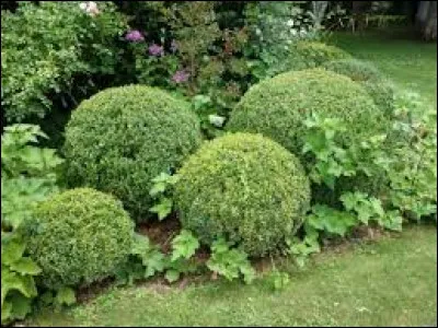 Depuis quand le buis orne-t-il les jardins ?