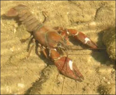 Dans quel type d'eau vit l'écrevisse ?