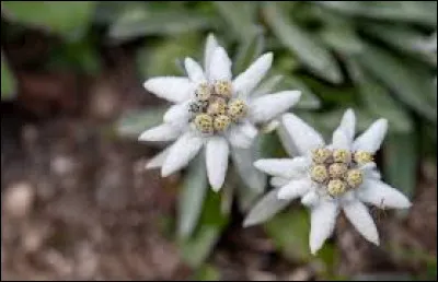 Quel est le nom de cette plante de montagne possédant des fleurs blanches à capitules jaunes ?